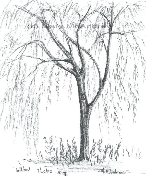 596x720 bare tree coloring - Bare Tree Drawing