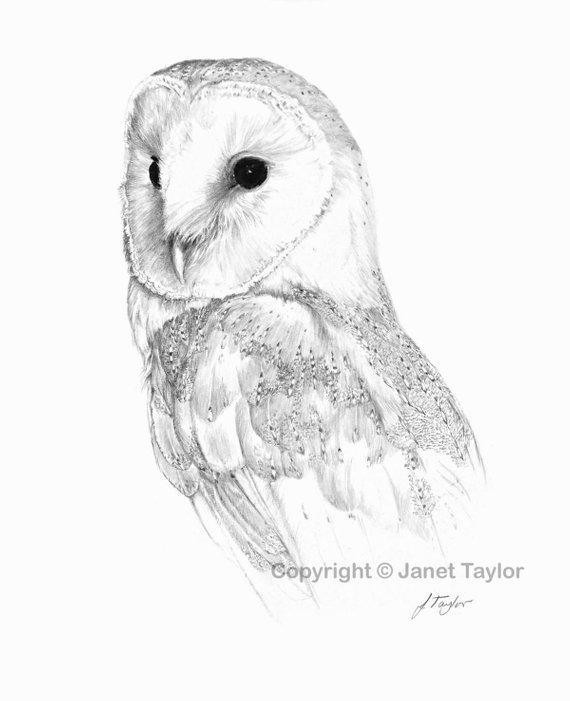 Barn Owl Drawing At Paintingvalley Com Explore Collection Of