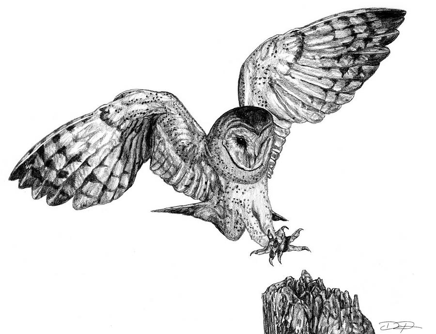 900x690 Barn Owl Drawing - Barn Owl Drawing