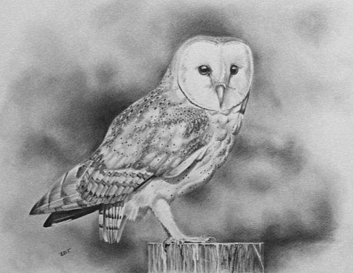 512x397 Barn Owl Drawing - Barn Owl Drawing