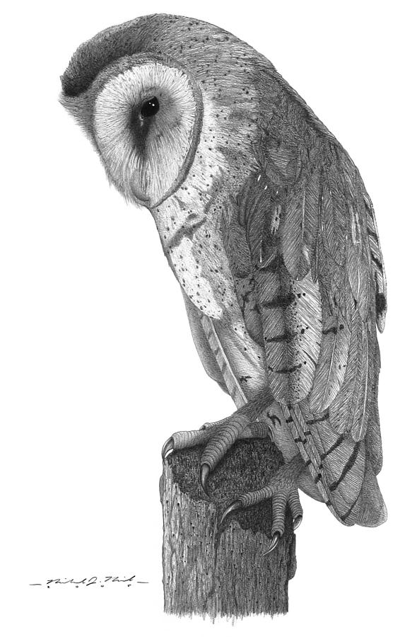 Barn Owl Drawing at Explore collection of Barn Owl