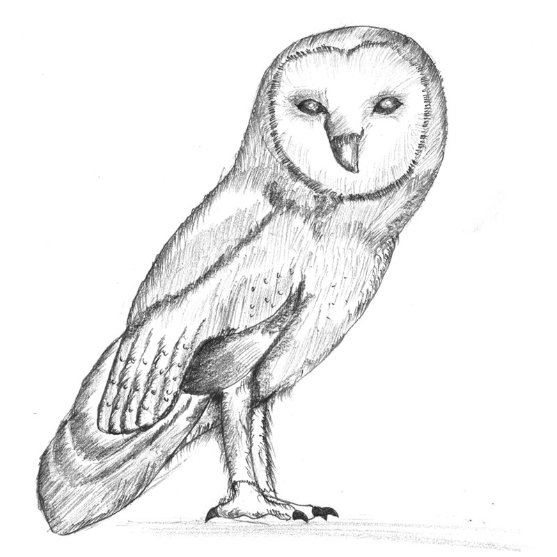 800x800 Barn Owl Pencil Drawing - Barn Owl Drawing