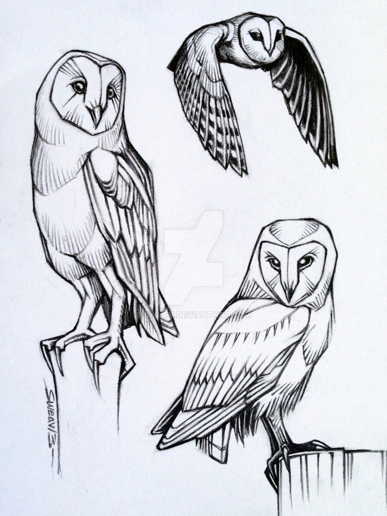 774x1031 Barn Owl Studies - Barn Owl Drawing
