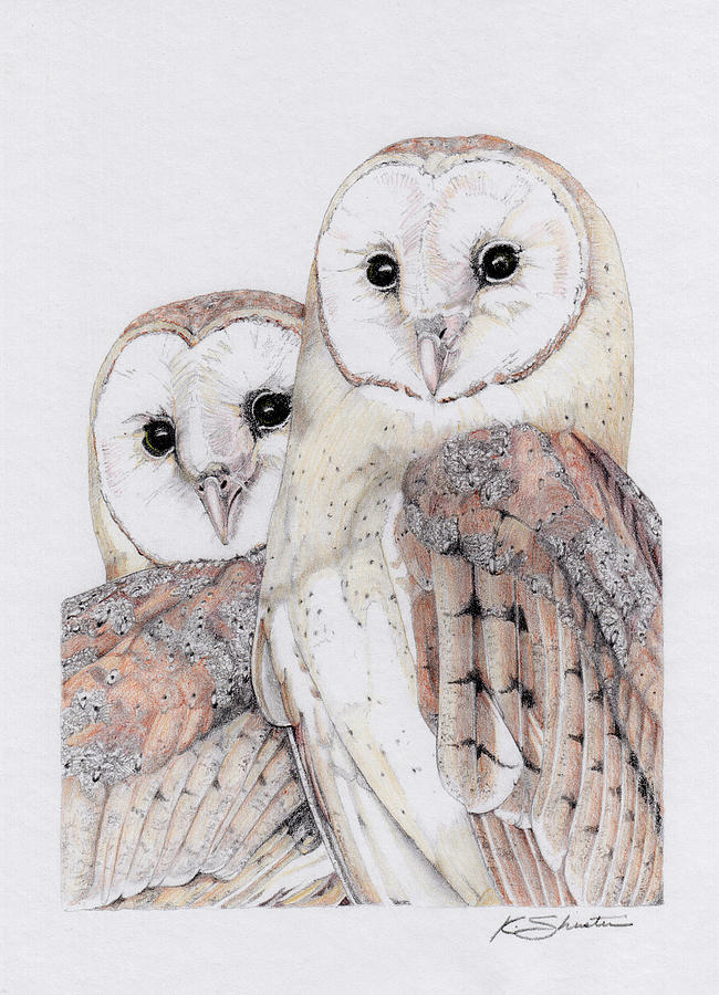 Barn Owl Drawing at PaintingValley.com | Explore collection of Barn Owl ...