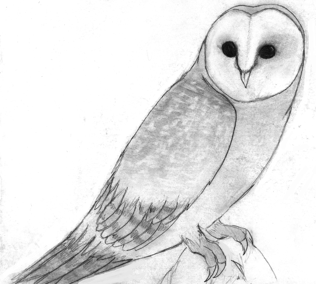 Рисунок птиц карандашом легкие. Легкие рисунки для срисовки. Рисунки животных карандашом для срисовки. Птицы для срисовки. Птицы карандашом для срисовки.