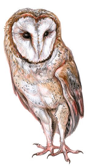 295x550 Barn Owl Drawing Posters - Barn Owl Drawing