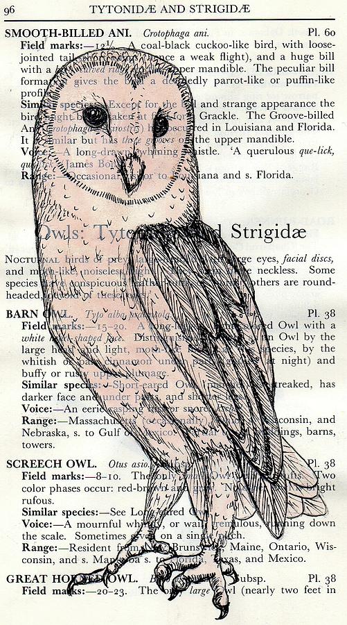 501x900 Book Barn Owl Drawing - Barn Owl Drawing