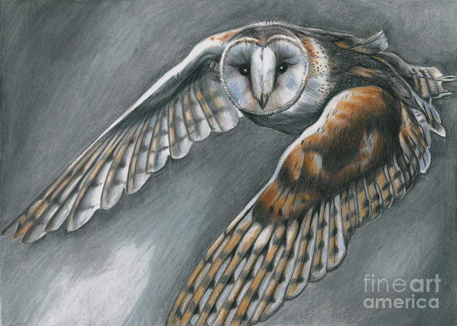 900x643 Flying Barn Owl Drawing - Barn Owl Drawing