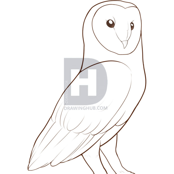 719x719 How To Draw A Barn Owl, Step - Barn Owl Drawing