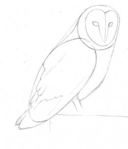 261x302 How To Draw A Barn Owl, Step - Barn Owl Drawing
