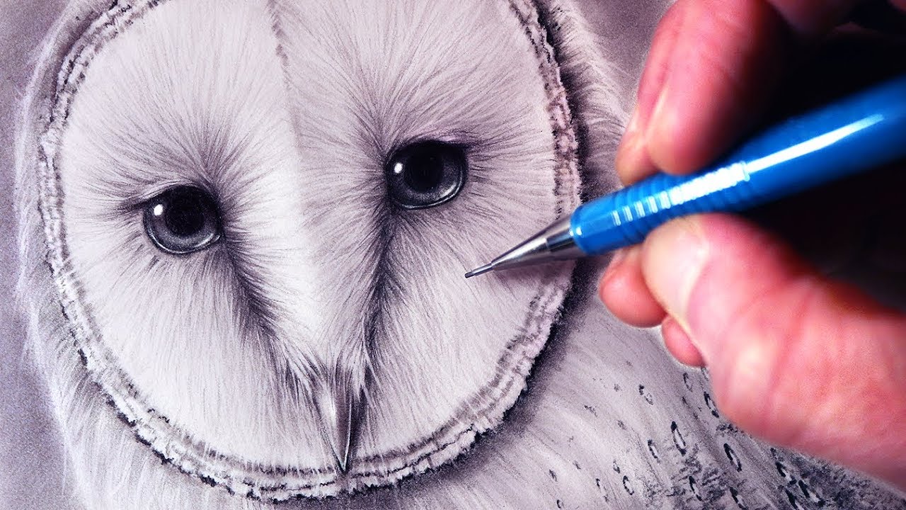 1280x720 How To Draw A Barn Owl - Barn Owl Drawing