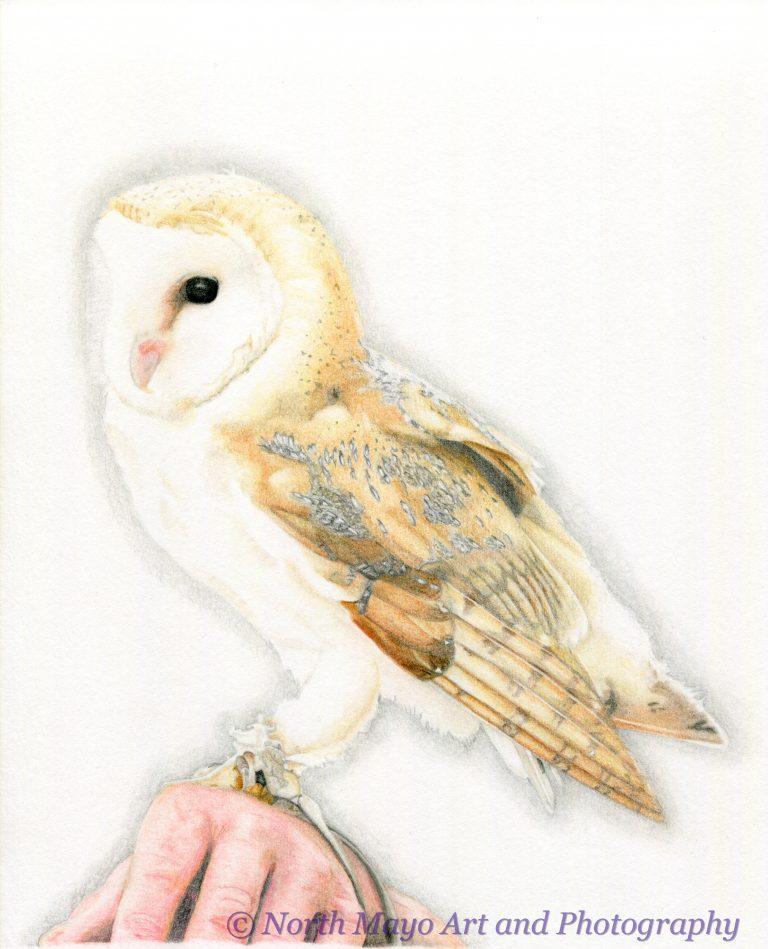 768x949 Limited Edition Print Of Original Coloured Pencil Drawing 'barn - Barn Owl Drawing