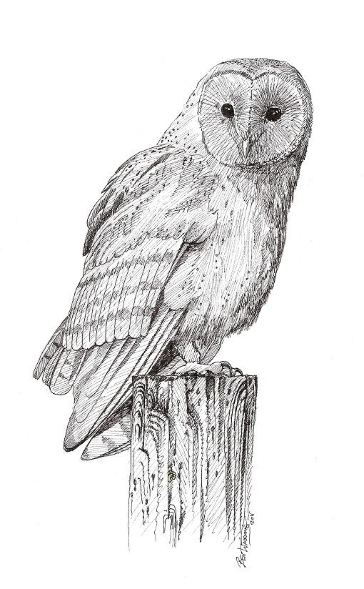 510x824 Pics Photos - Barn Owl Drawing