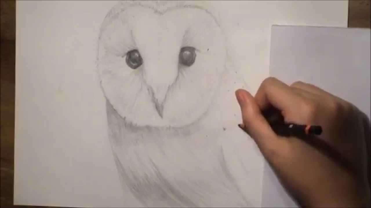 1280x720 Realistic Barn Owl Drawing - Barn Owl Drawing