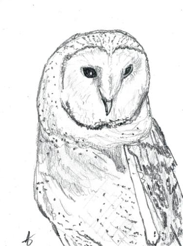 Barn Owl Drawing at PaintingValley.com | Explore collection of Barn Owl ...