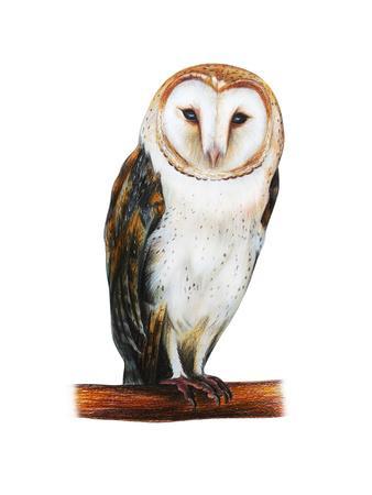 338x450 Barn Owl Drawing - Barn Owl Drawing