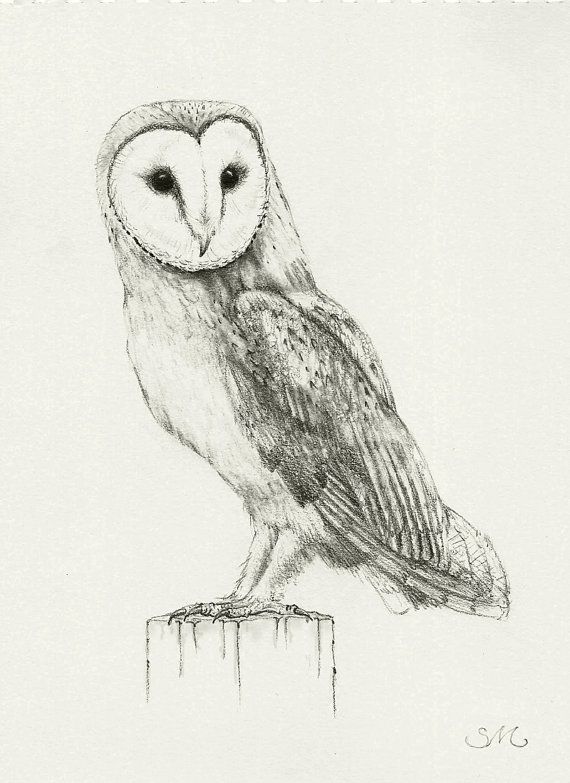 570x783 barn owl drawing print drawings owl, drawings, owl art - Barn Owl Drawing