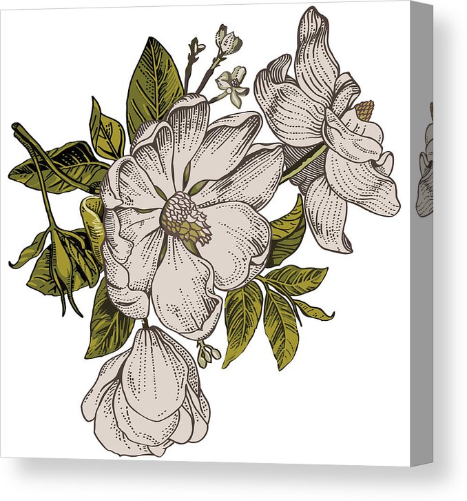 678x726 beautiful white blooming realistic isolated flowers vintage - Baroque Drawing