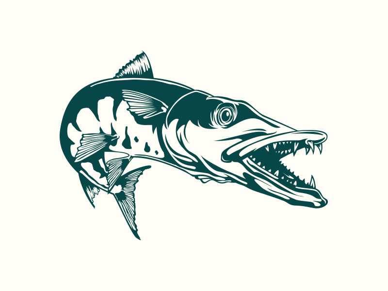 800x600 Barracuda - Barracuda Drawing