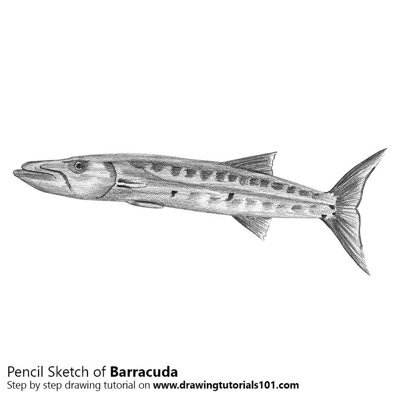 800x800 Barracuda Pencil Drawing - Barracuda Drawing