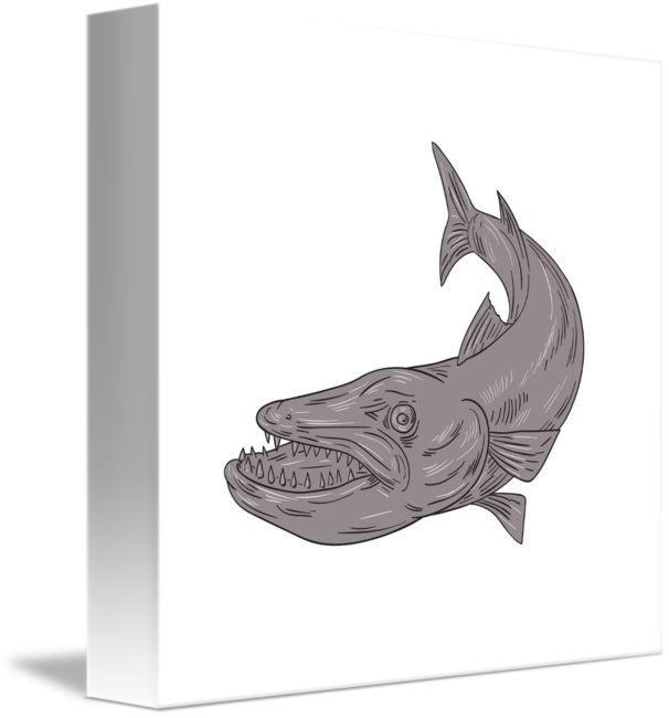 606x650 Barracuda Swimming Down Drawing - Barracuda Drawing
