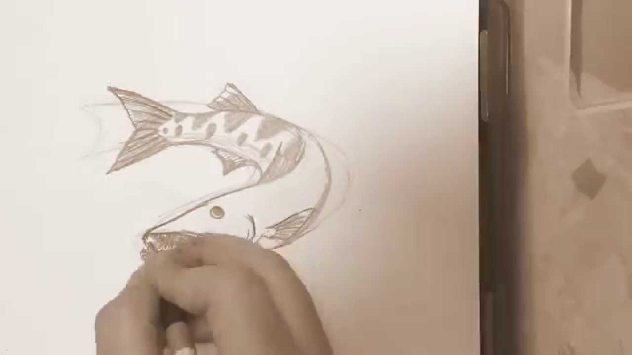 1280x720 Barracuda Drawing - Barracuda Drawing