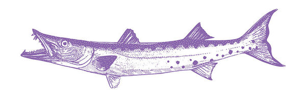 600x190 Discovering Mex Great Barracuda Art Print - Barracuda Drawing