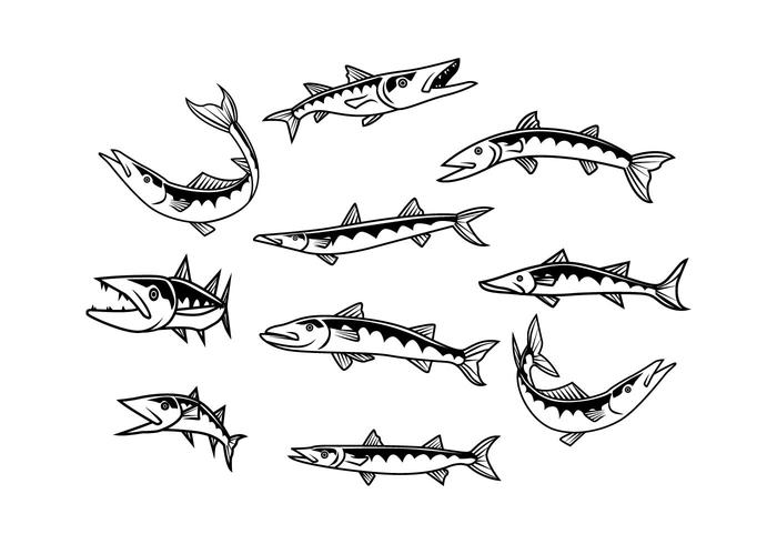 700x490 Free Barracuda Vector - Barracuda Drawing