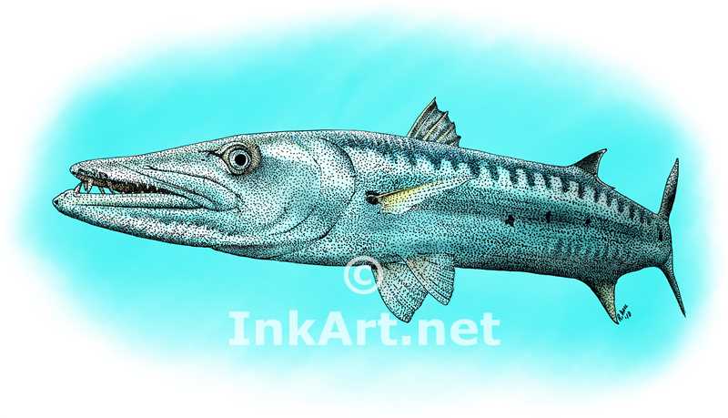 800x459 Great Barracuda - Barracuda Drawing