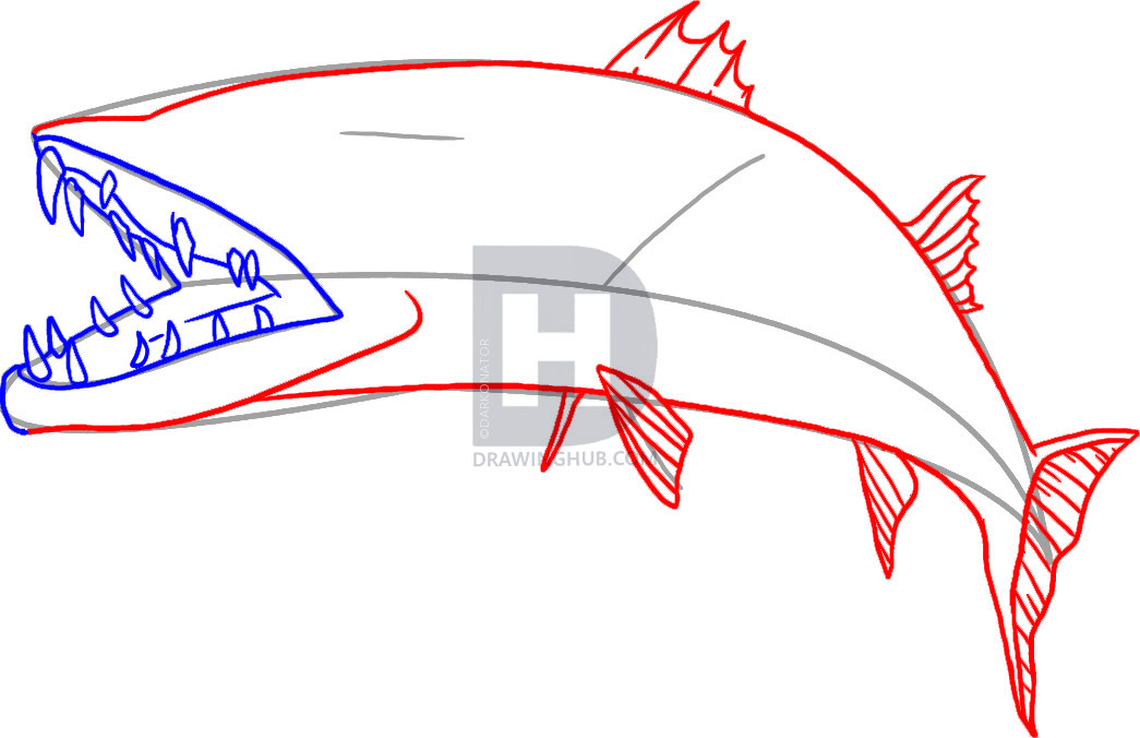 1045x676 How To Draw A Barracuda, Step - Barracuda Drawing
