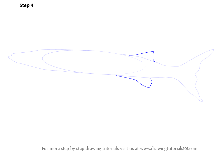 842x596 Learn How To Draw A Barracuda - Barracuda Drawing