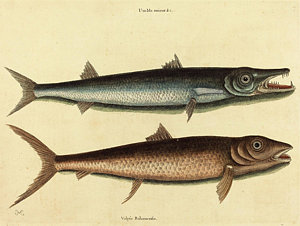 300x226 Mark Catesby English - Barracuda Drawing