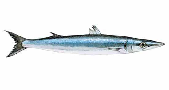 550x294 Barracuda - Barracuda Drawing