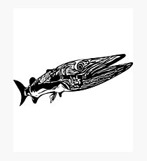 210x230 Barracuda Drawing Photographic Prints Redbubble - Barracuda Drawing