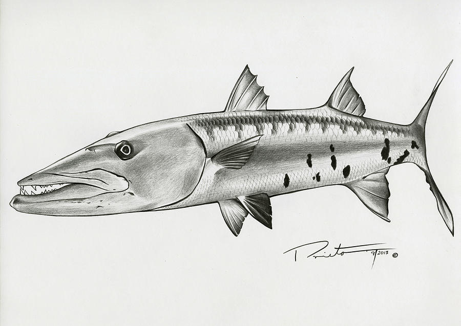 900x637 Barracuda Drawing - Barracuda Drawing