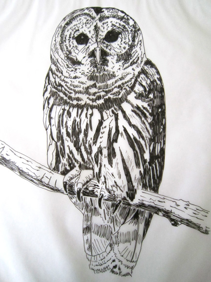 432x576 barred owl drawing best drawing skill - Barred Owl Drawing