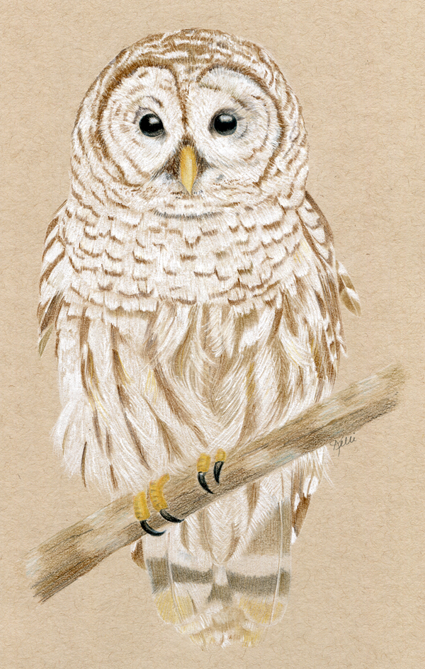 600x945 barred owl drawing maine wildlife kelli mcnichols art - Barred Owl Drawing