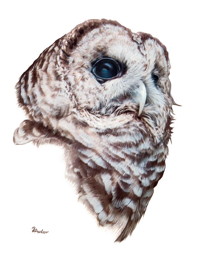 687x900 barred owl drawing - Barred Owl Drawing