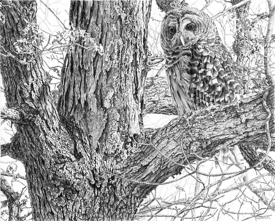 900x724 barred owl drawing - Barred Owl Drawing