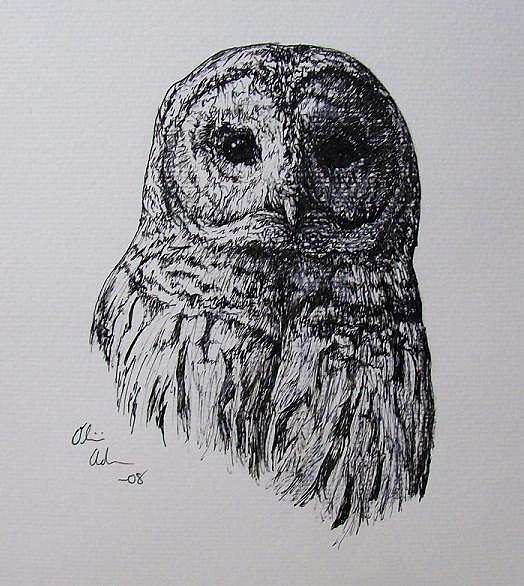 524x586 barred owl drawing - Barred Owl Drawing