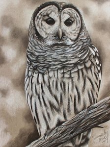 Barred Owl Drawing at PaintingValley.com | Explore collection of Barred ...