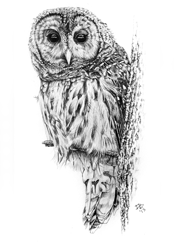 Barred Owl Drawing at PaintingValley.com | Explore collection of Barred ...