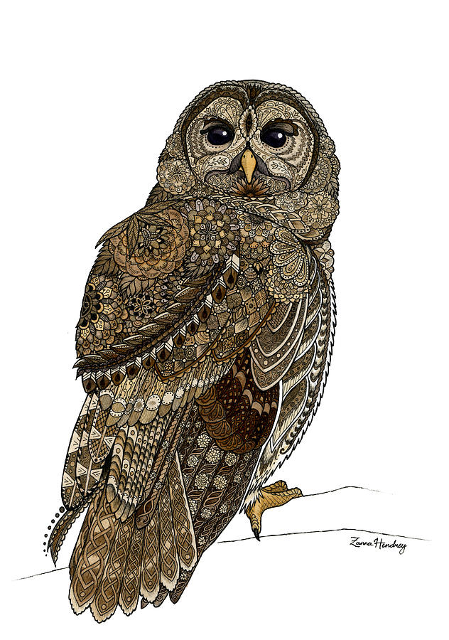 632x900 barred owl drawing - Barred Owl Drawing