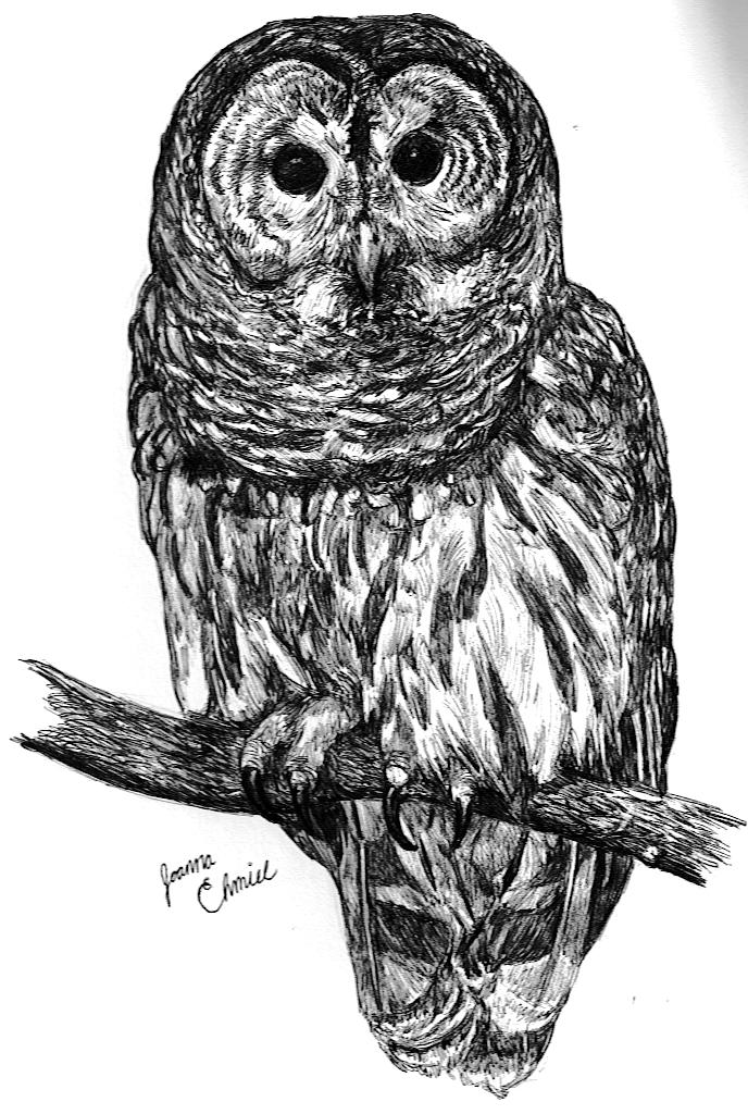 688x1024 barred owl drawing - Barred Owl Drawing