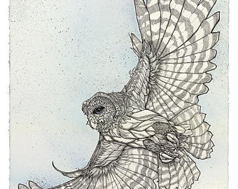 340x270 barred owl drawing etsy - Barred Owl Drawing