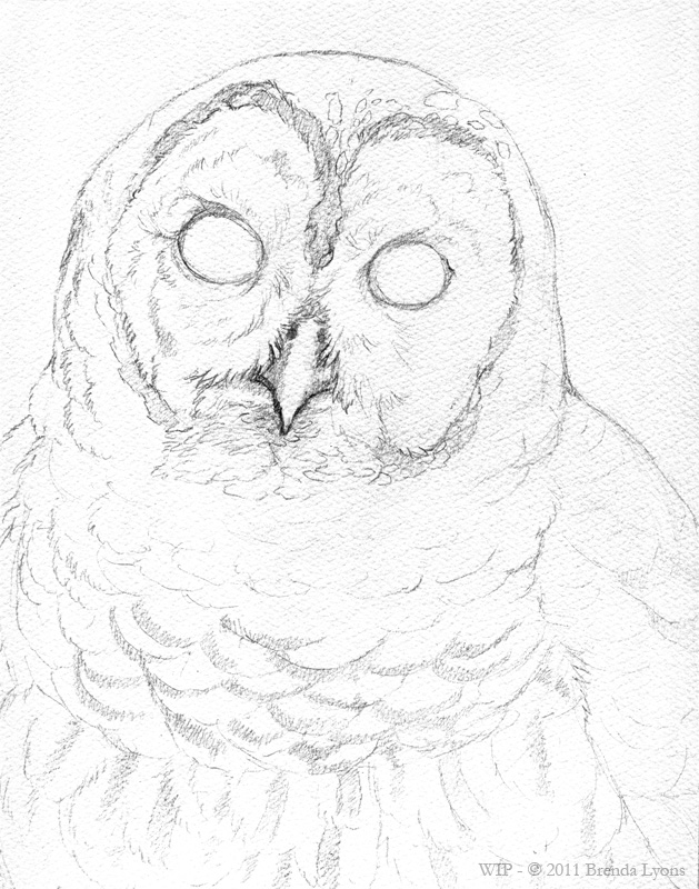629x800 featherseeds omar - Barred Owl Drawing