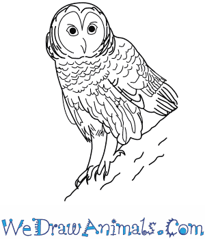 300x350 how to draw a barred owl - Barred Owl Drawing