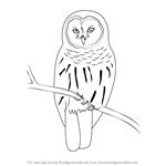 150x150 learn how to draw a barred owl - Barred Owl Drawing