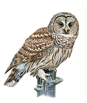 Barred Owl Drawing at PaintingValley.com | Explore collection of Barred ...