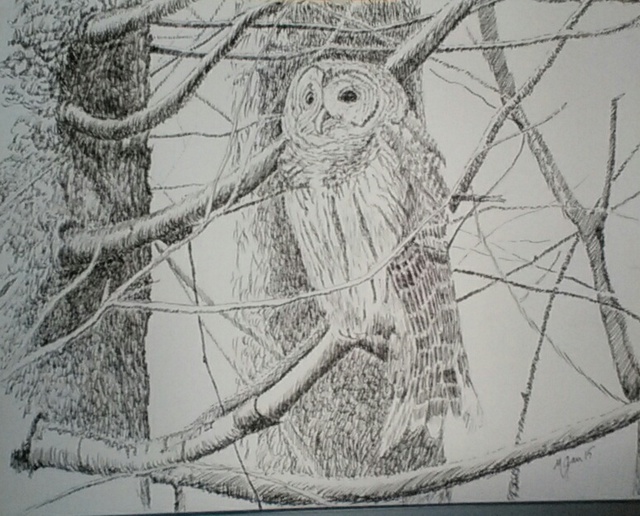 640x516 michael garr artwork barred owl in january original drawing ink - Barred Owl Drawing